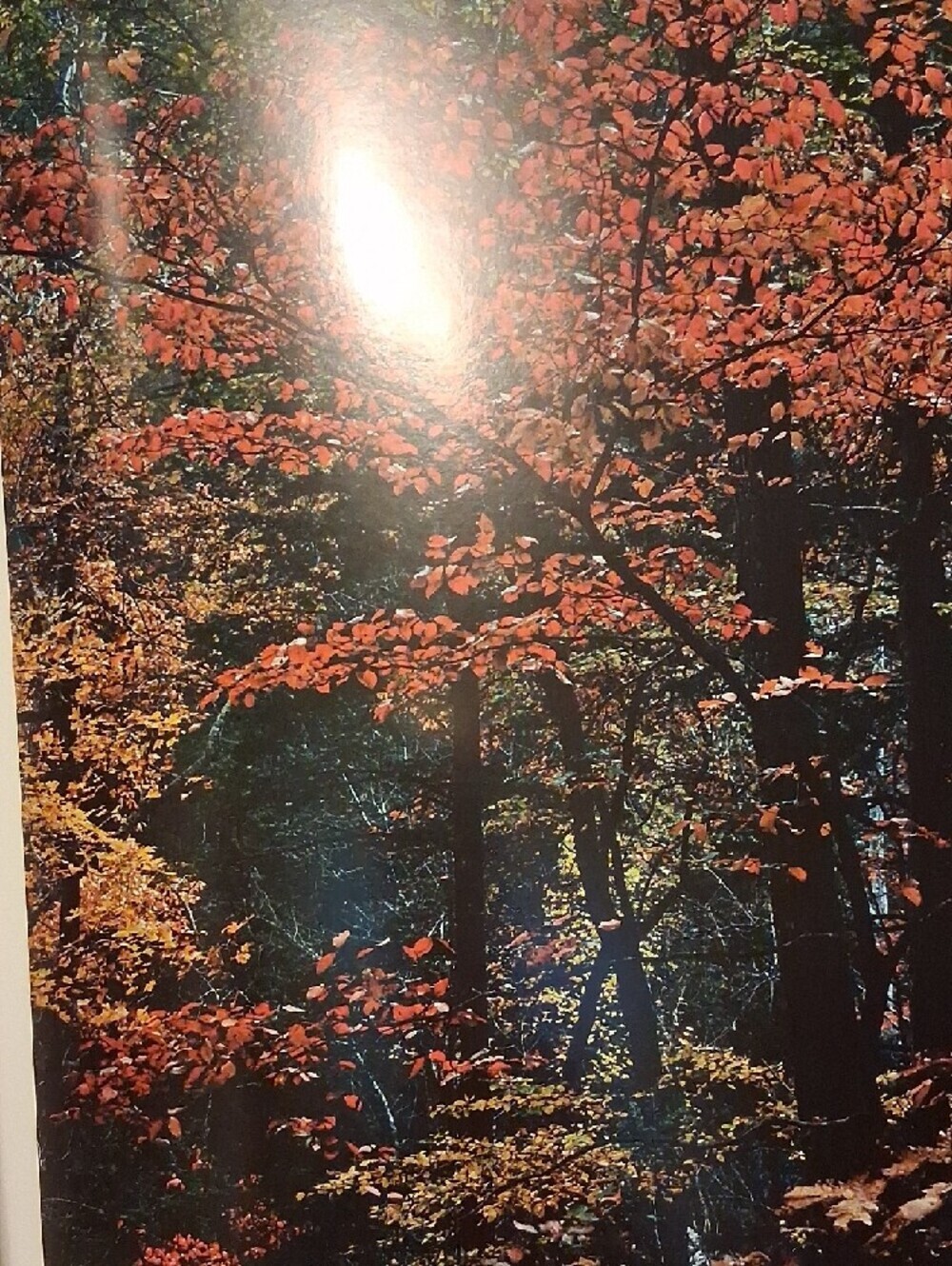Appalachian Wilderness ⛰️The Great Smoky Mountains 1970 Book - Picture 12 of 12
